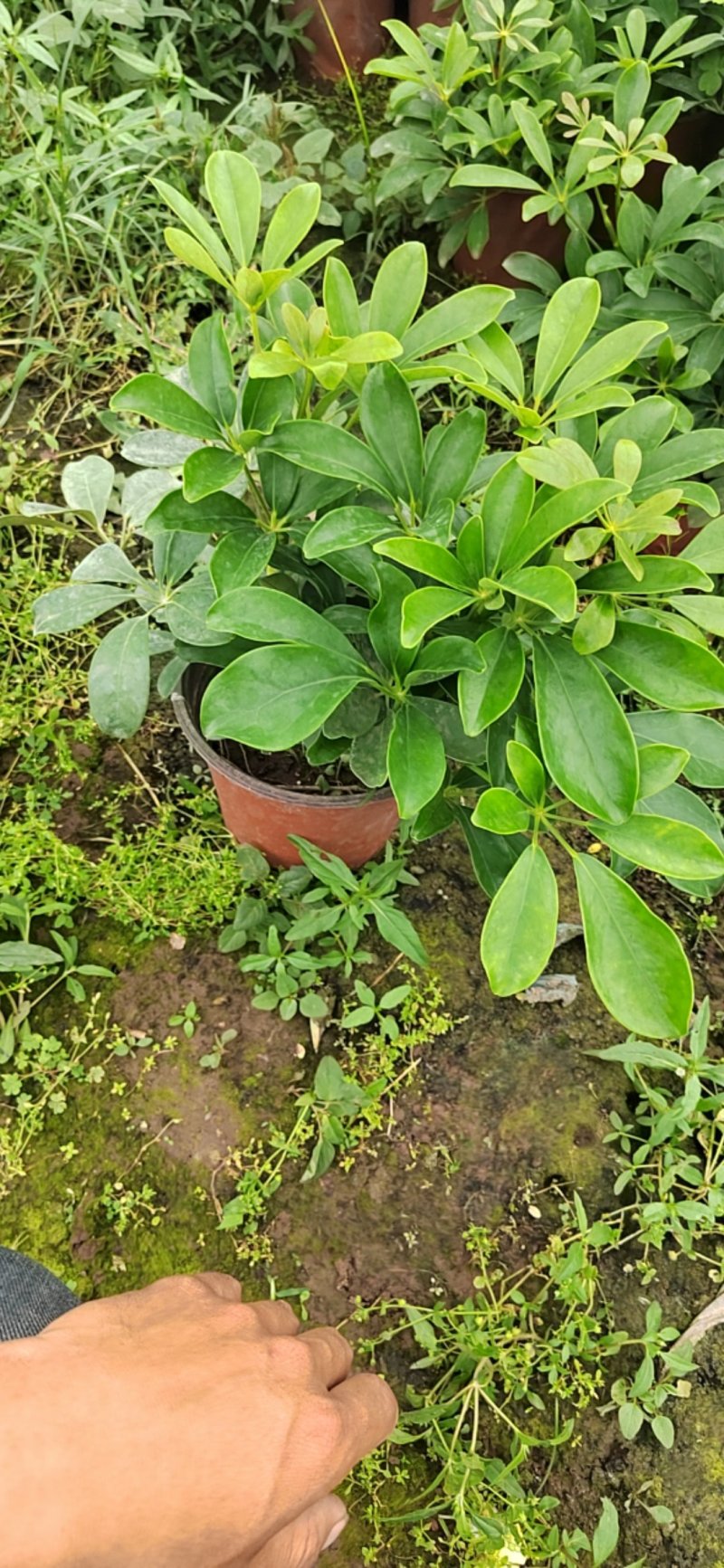 招财树