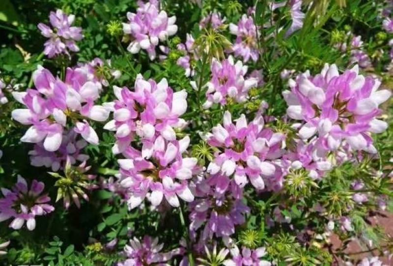 多变小冠花种子种籽庭院高山坡荒地护坡观赏固土极强地被观赏