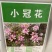 多变小冠花种子种籽庭院高山坡荒地护坡观赏固土极强地被观赏