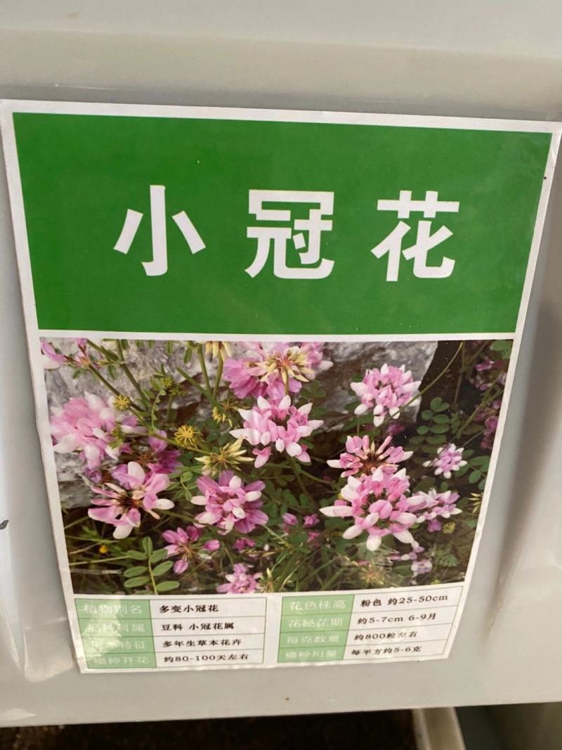 多变小冠花种子种籽庭院高山坡荒地护坡观赏固土极强地被观赏