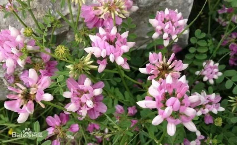 多变小冠花种子种籽庭院高山坡荒地护坡观赏固土极强地被观赏