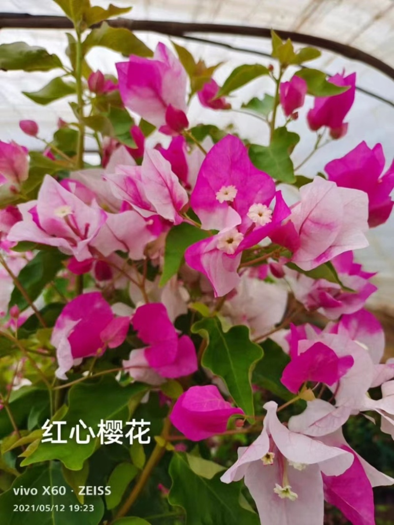 大量供应各种三角梅，基地直发，价格实惠。