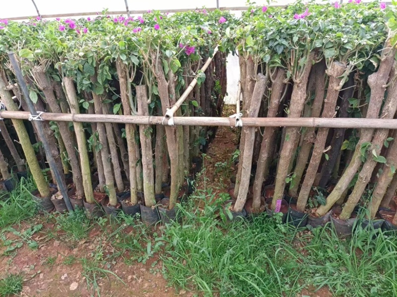大量供应各种三角梅，基地直发，价格实惠。