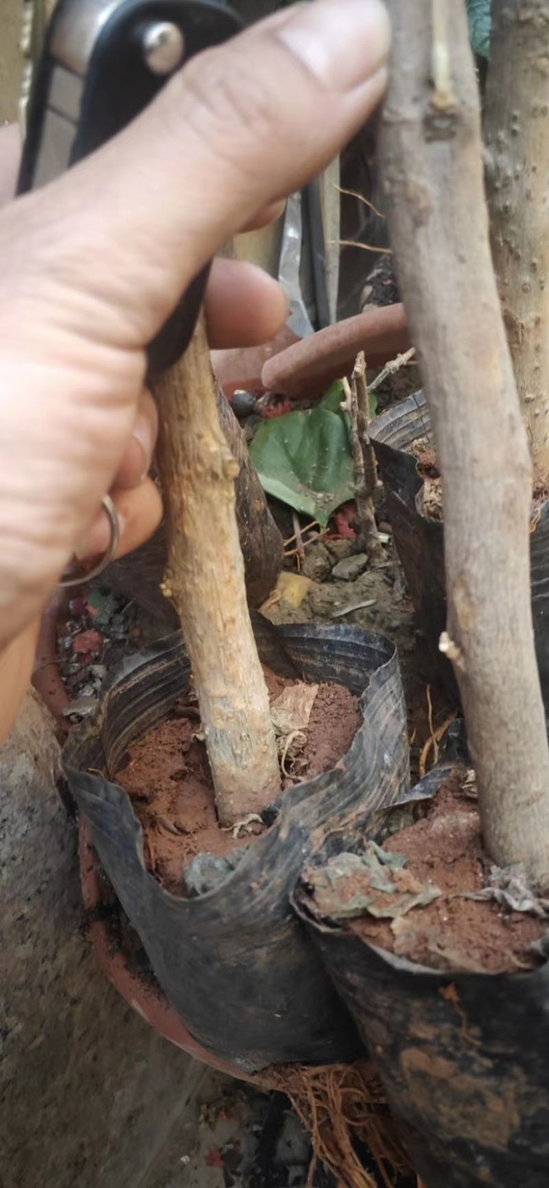 大量供应各种三角梅，基地直发，价格实惠。