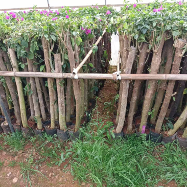大量供应各种三角梅，基地直发，价格实惠。