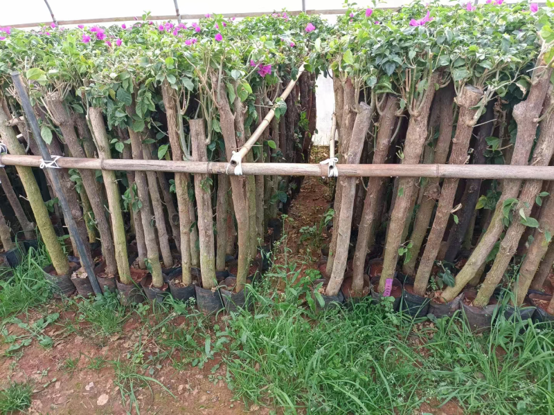 大量供应各种三角梅，基地直发，价格实惠。