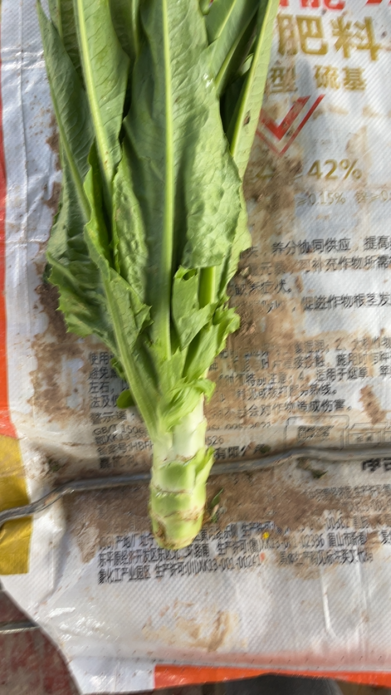 重庆本地莴笋