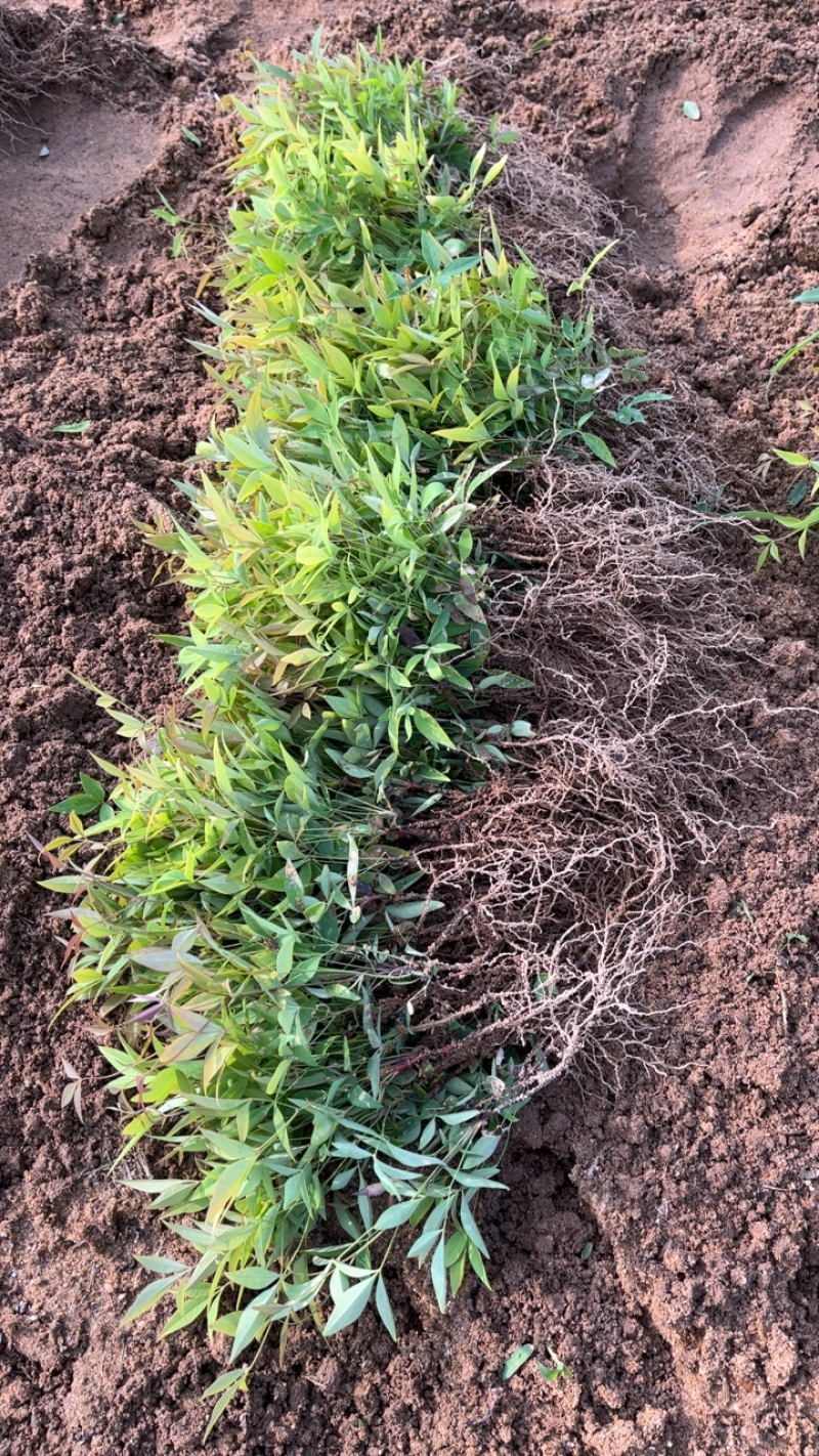 南天竹苗床小苗南天竹种苗繁育基地货源充足