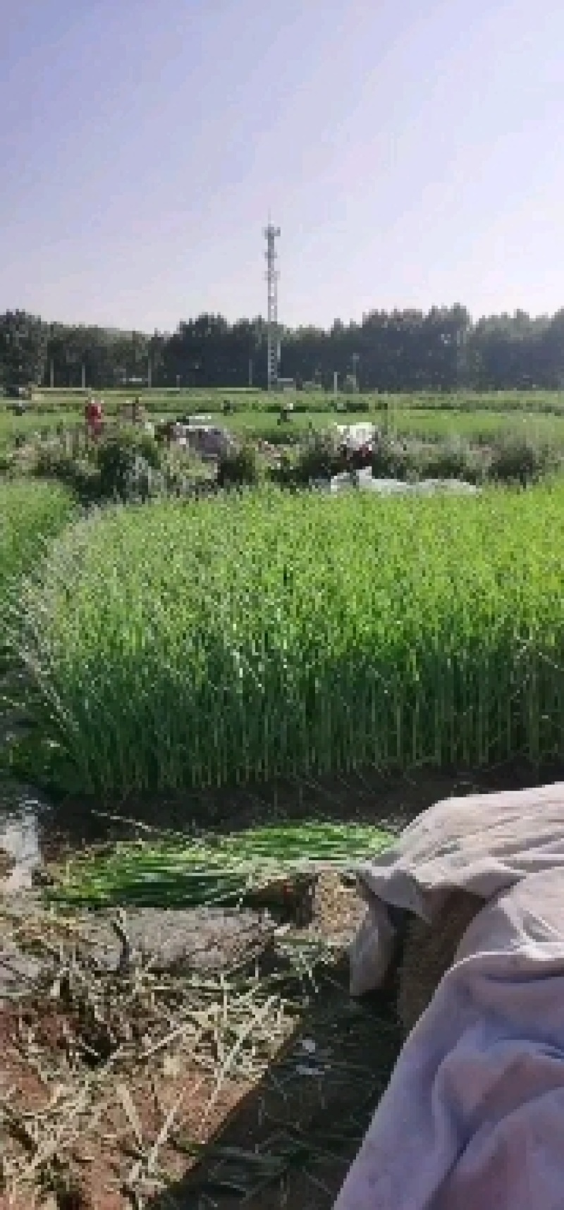 兰州红蒜苗上市