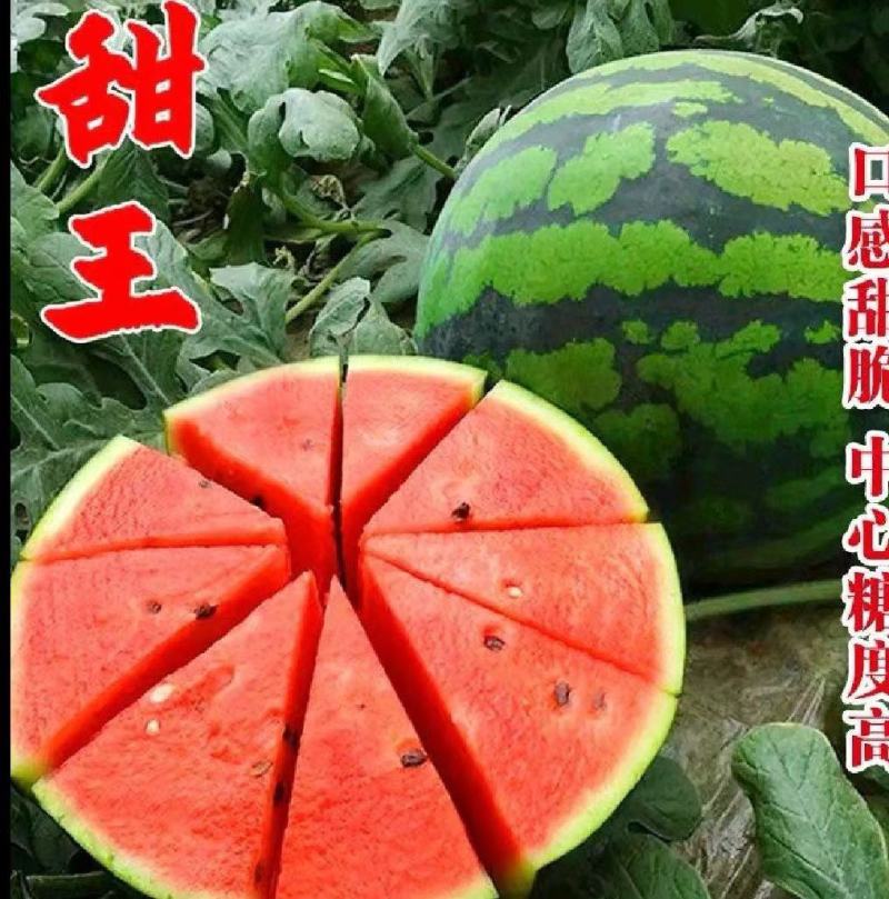 甜王西瓜大量上市中品质好的甜王西瓜陆续上市