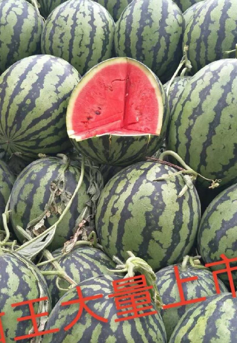 甜王西瓜大量上市中品质好的甜王西瓜陆续上市