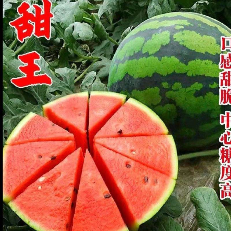 甜王西瓜大量上市中品质好的甜王西瓜陆续上市