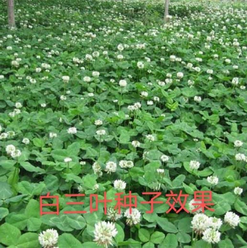 白三叶种子易活四季常青绿化车轴草果园绿肥三叶
