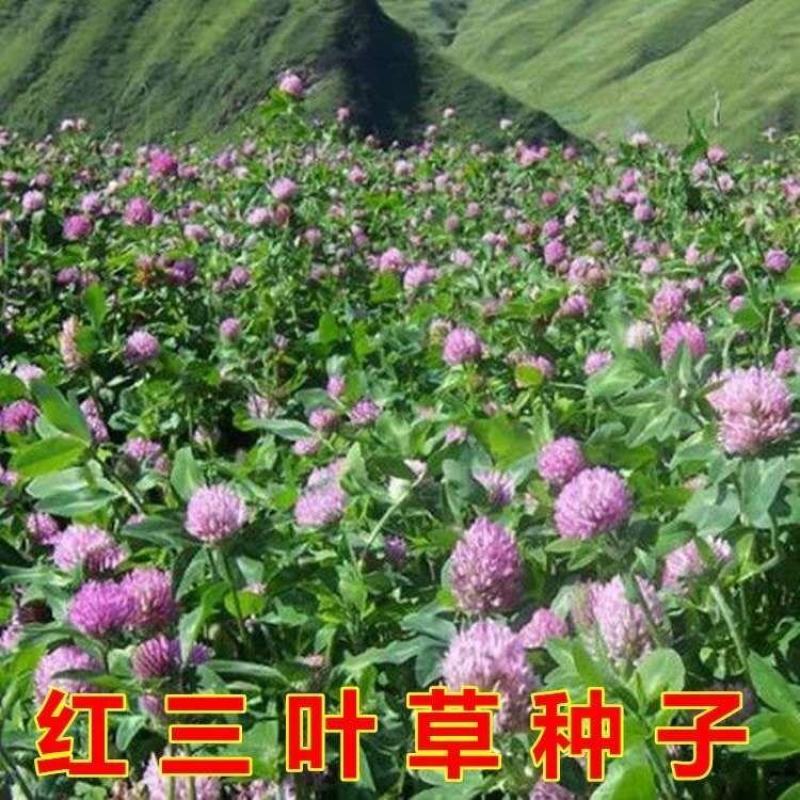 白三叶种子易活四季常青绿化车轴草果园绿肥三叶