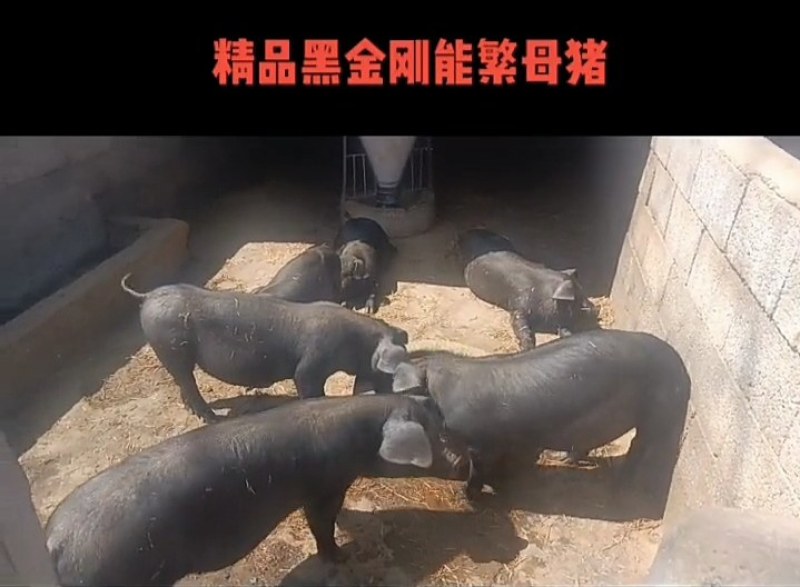 活体仔猪