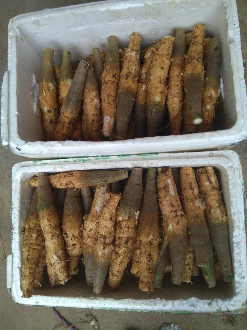 发财树小盆栽树桩树头专供基地