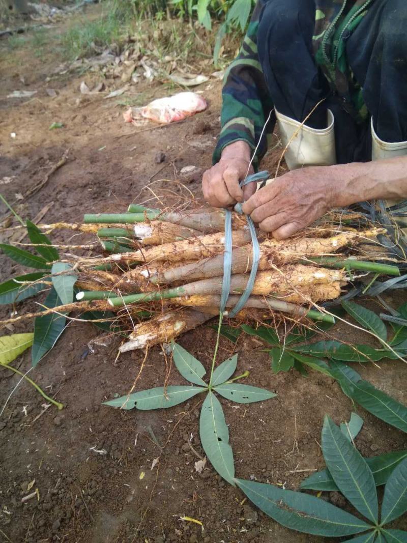 发财树小盆栽树桩树头专供基地