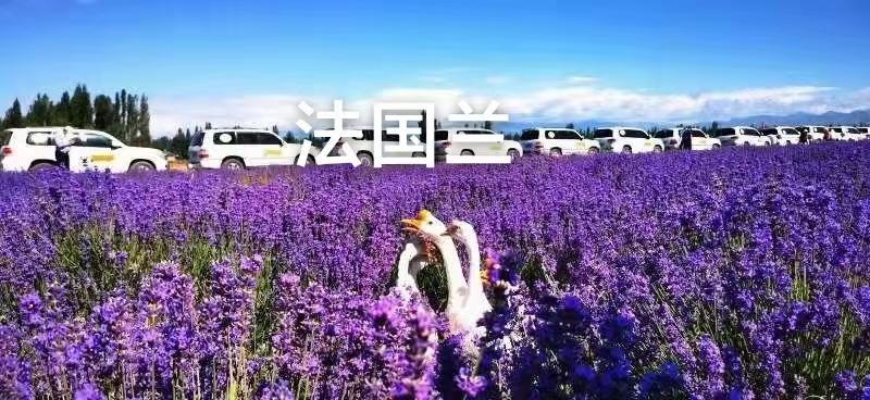 四季易种进口香草种籽多年生花草花海庭院室内盆栽