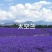 四季易种进口香草种籽多年生花草花海庭院室内盆栽