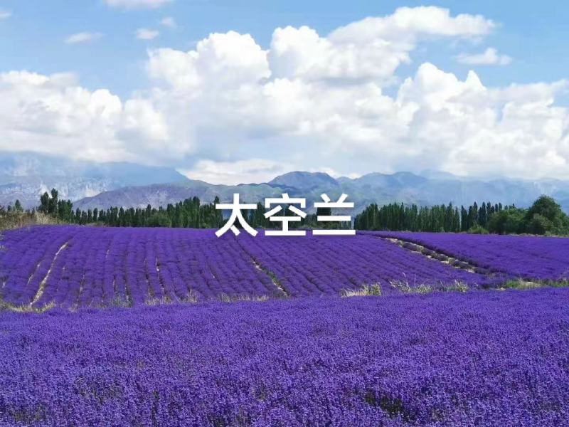 四季易种进口香草种籽多年生花草花海庭院室内盆栽