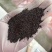 四季易种进口香草种籽多年生花草花海庭院室内盆栽