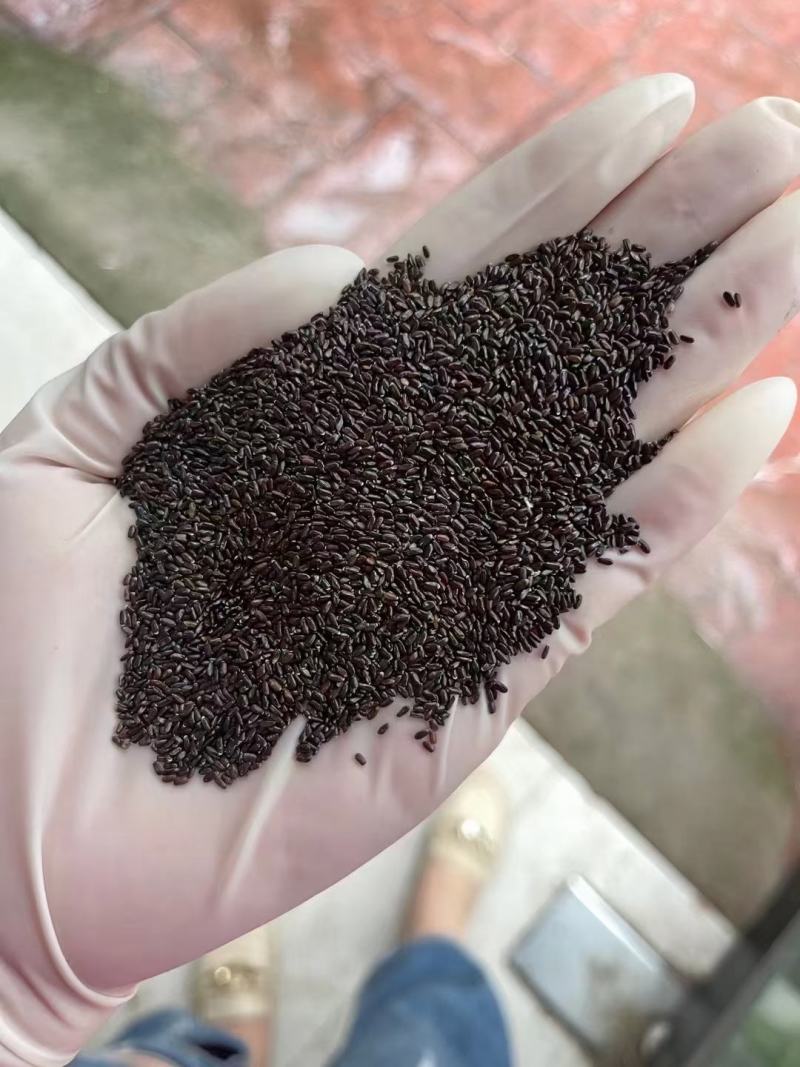 四季易种进口香草种籽多年生花草花海庭院室内盆栽