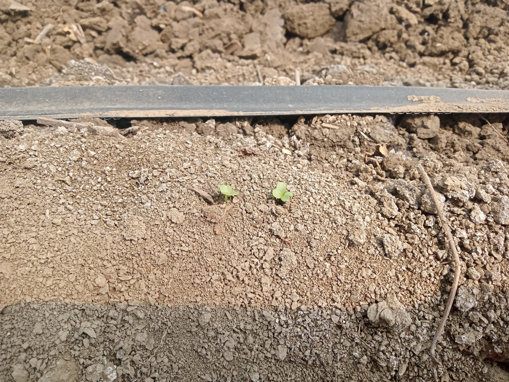 豆角叶斑病症状图