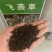 飞燕草花种子庭院室外四季种易活花种籽阳台盆栽耐寒绿化