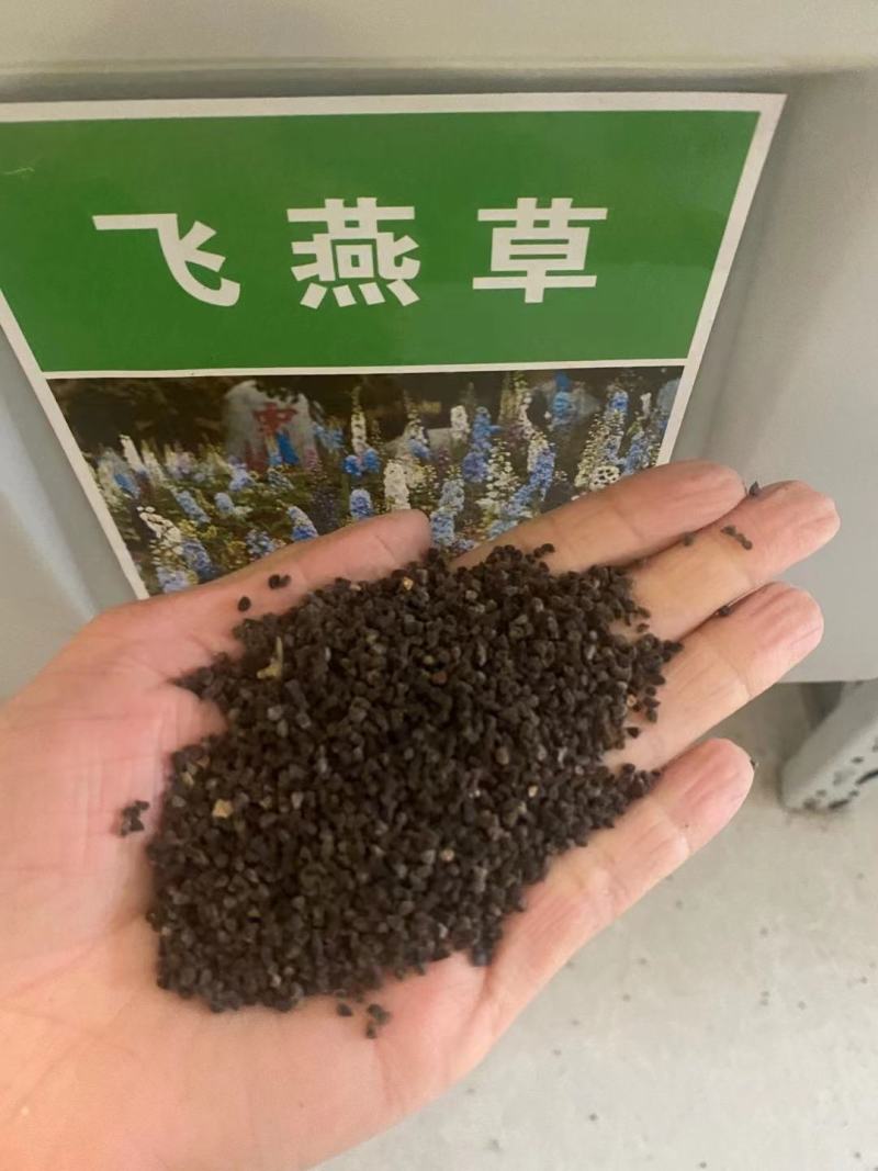 飞燕草花种子庭院室外四季种易活花种籽阳台盆栽耐寒绿化