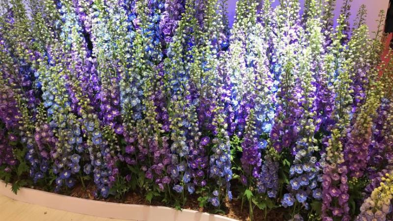 飞燕草花种子庭院室外四季种易活花种籽阳台盆栽耐寒绿化