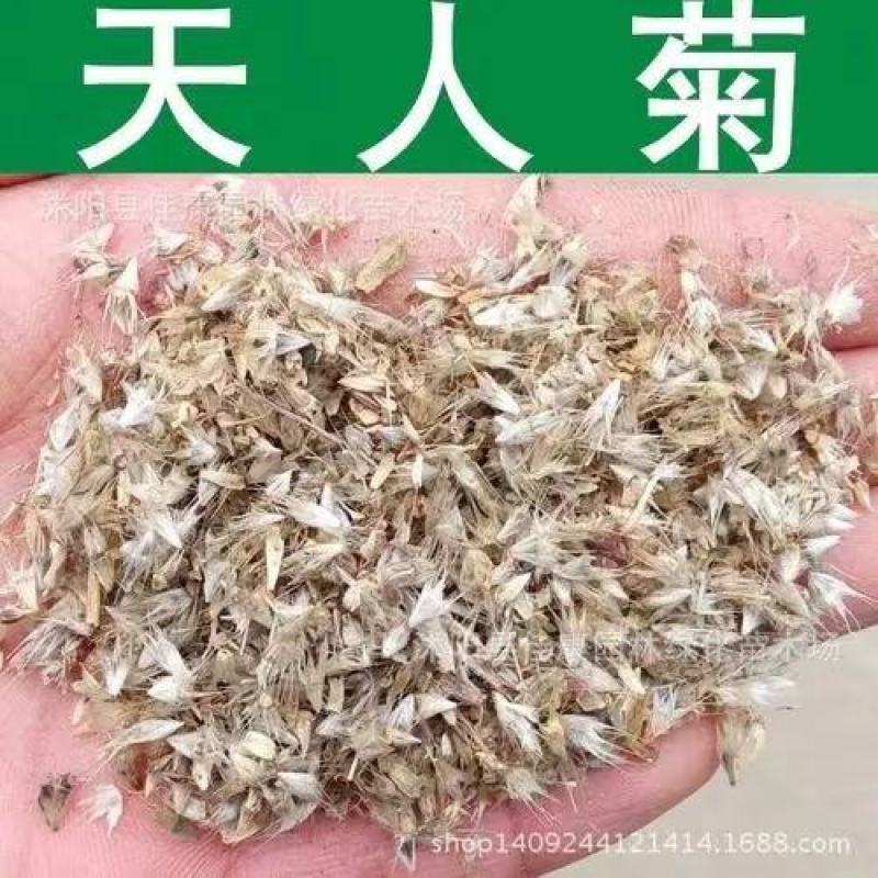 天人菊种子花种耐寒秋播多年生园林景观绿化花卉花籽1斤包邮
