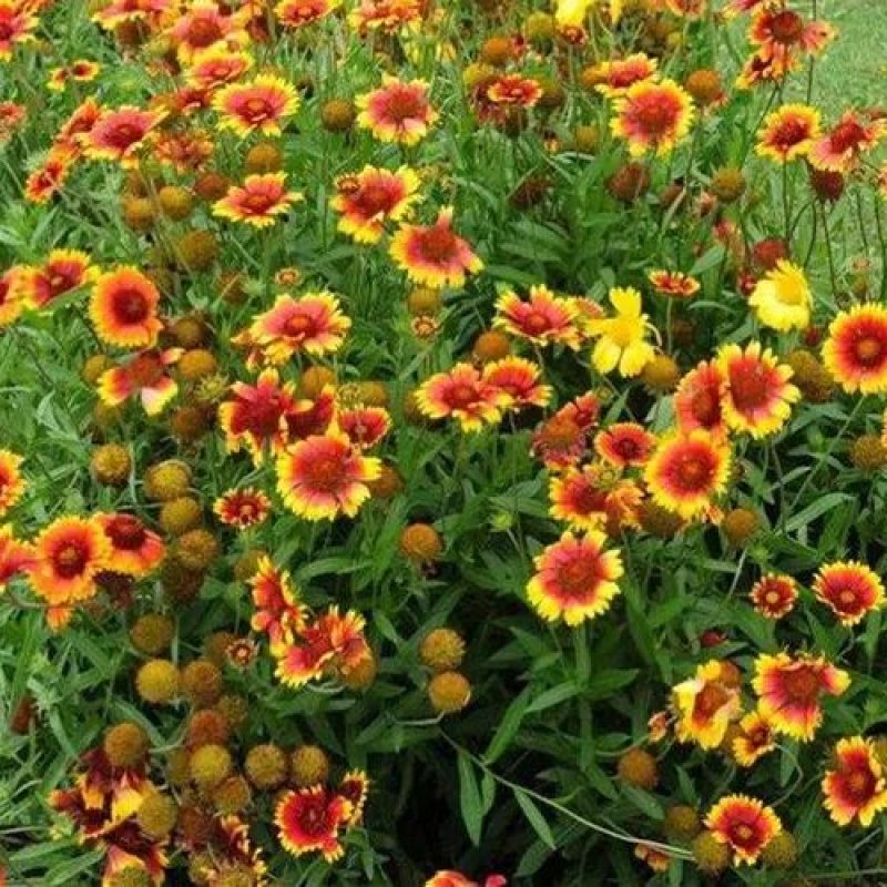 天人菊种子花种耐寒秋播多年生园林景观绿化花卉花籽1斤包邮
