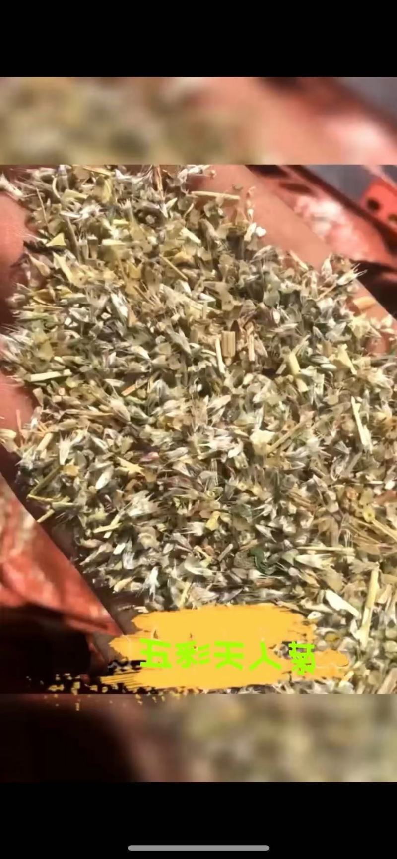 天人菊种子花种耐寒秋播多年生园林景观绿化花卉花籽1斤包邮