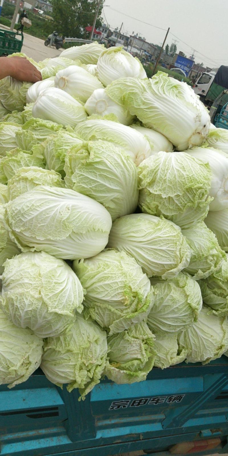 各种蔬菜，需要的请与我联系
