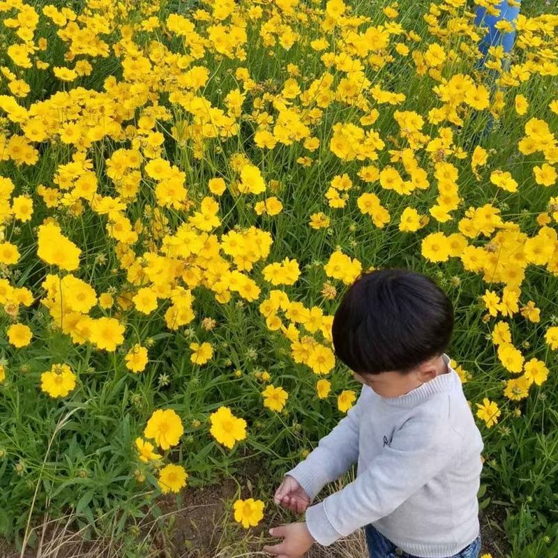 大花金鸡菊种子四季种花海多年生宿根耐热花草种