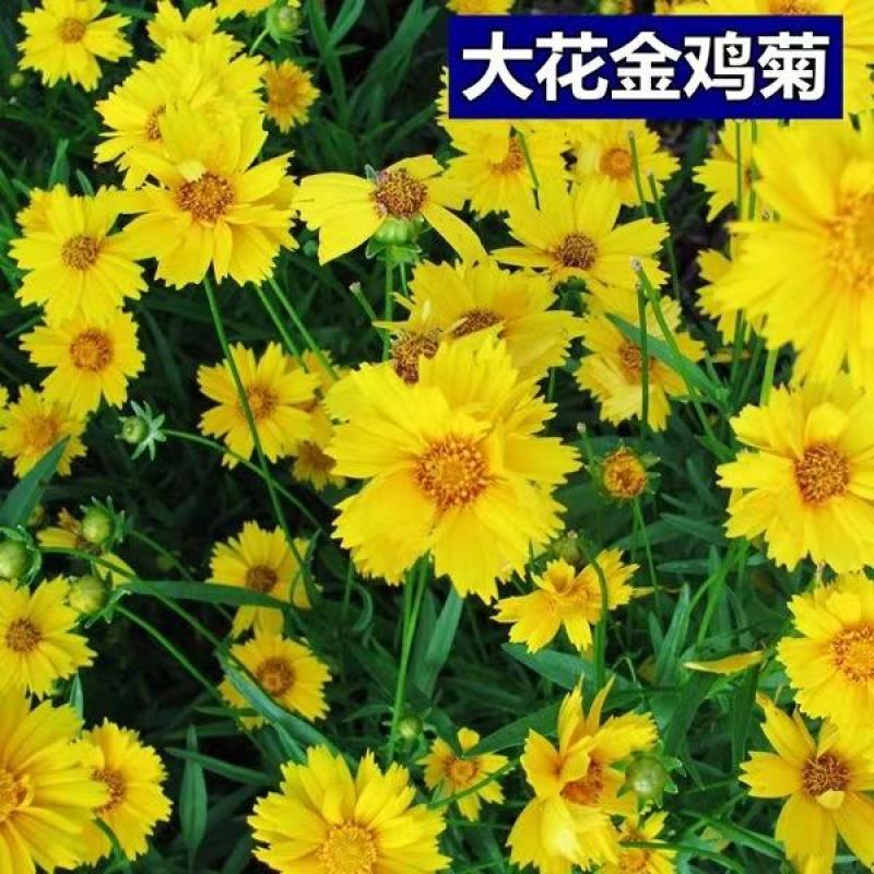 大花金鸡菊种子四季种花海多年生宿根耐热花草种