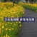 大花金鸡菊种子四季种花海多年生宿根耐热花草种