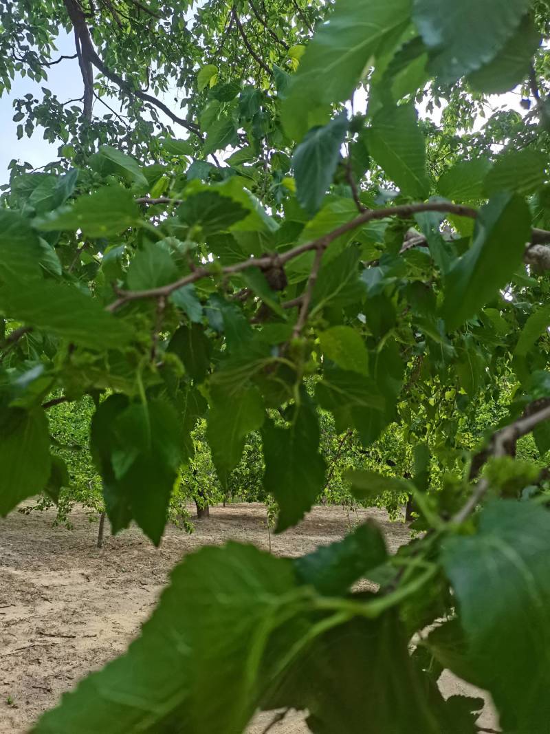 桑椹.鲜桑椹种植基地，桑椹诚寻加工厂.鲜桑椹批发