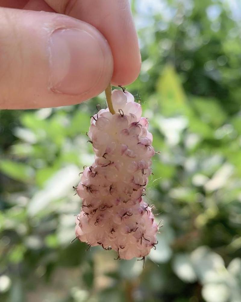 桑椹.鲜桑椹种植基地，桑椹诚寻加工厂.鲜桑椹批发