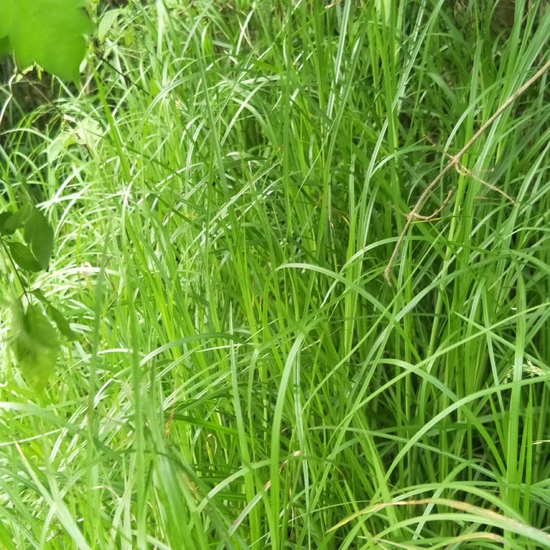 高产牧草牛鞭草，多年生，耐寒，产量高，适口性好，可盆栽！