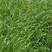 高产牧草牛鞭草，多年生，耐寒，产量高，适口性好，可盆栽！