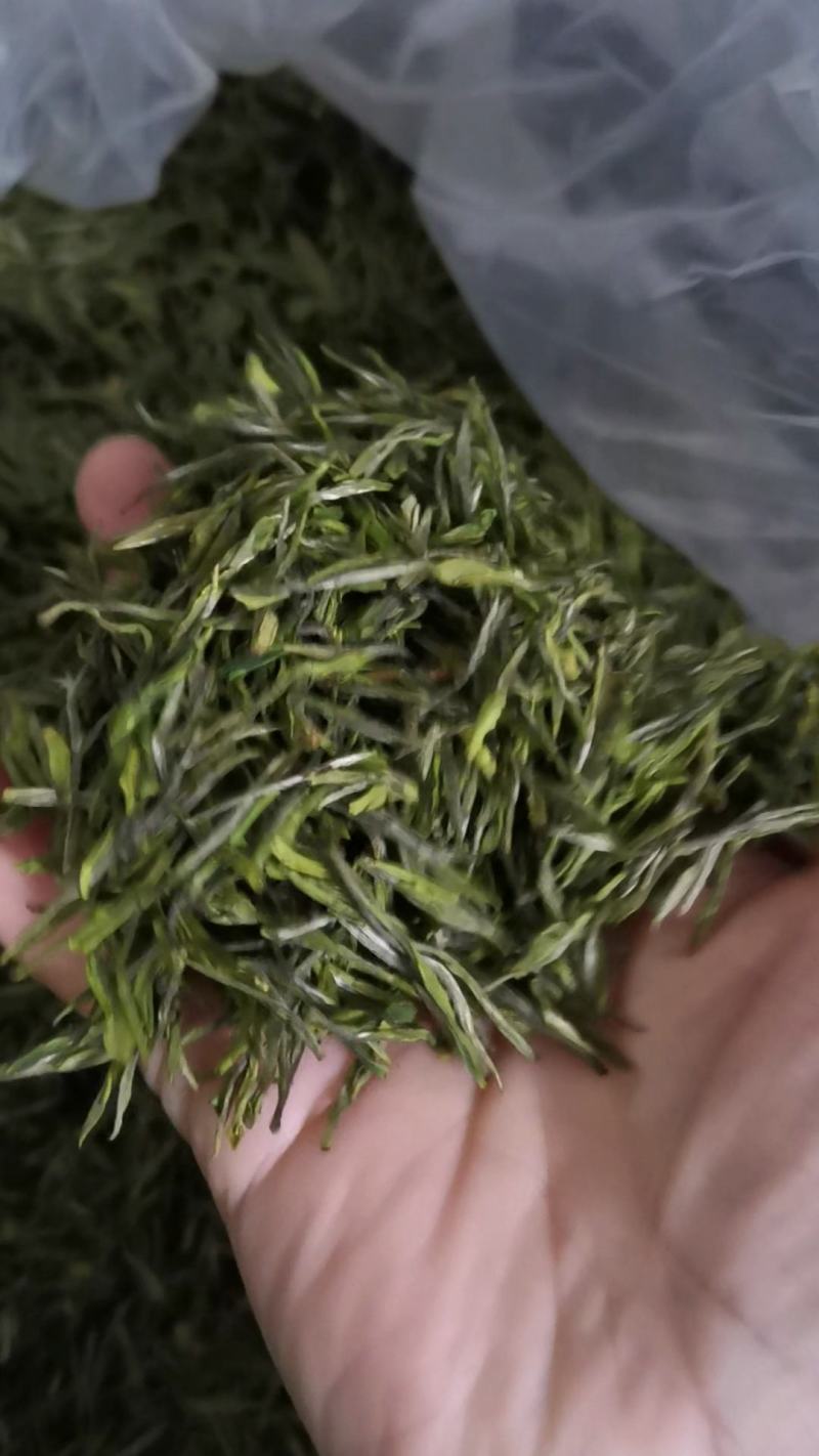 2023年特极白茶新茶上市清香型农民自产信阳毛尖白茶