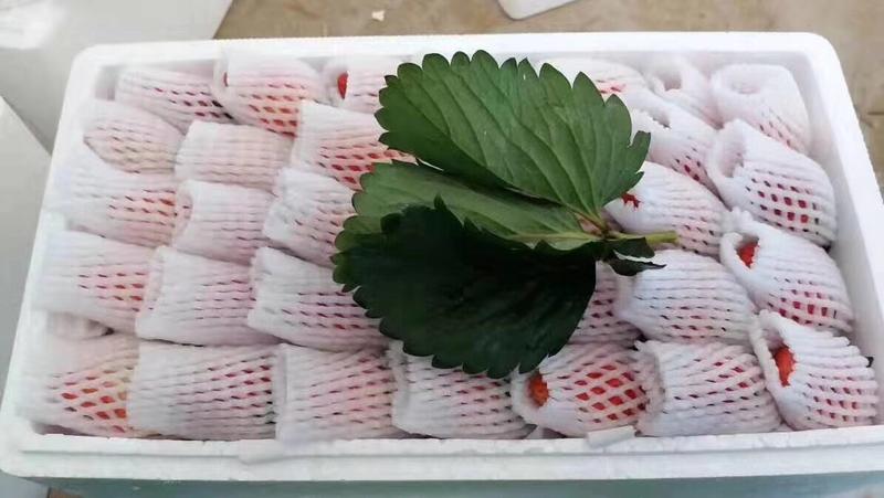 云南草莓夏季双流草莓蒙特瑞5斤10斤包邮