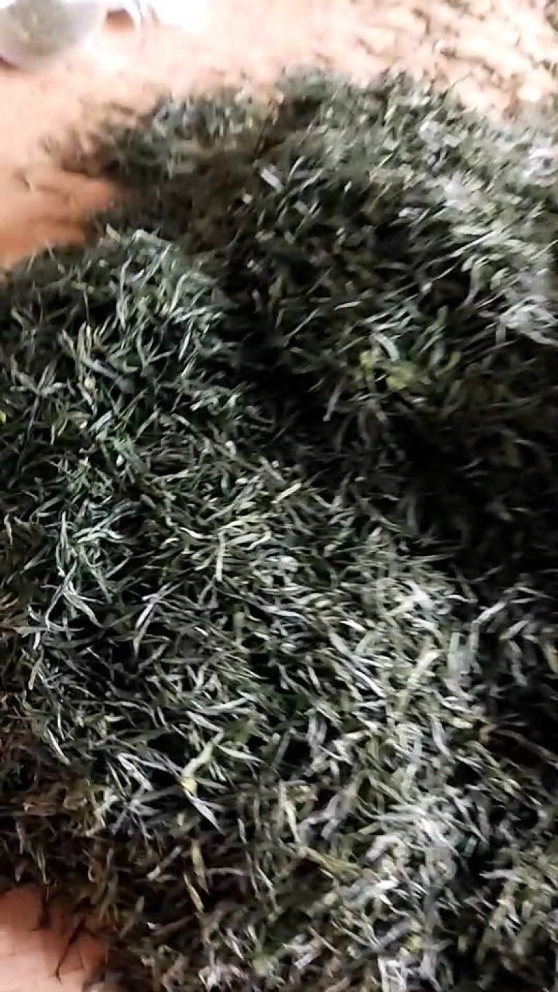绿茶正宗2023年信阳毛尖茶叶茶农原产地直销保质保量明茶