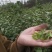 绿茶正宗2023年信阳毛尖茶叶茶农原产地直销保质保量明茶
