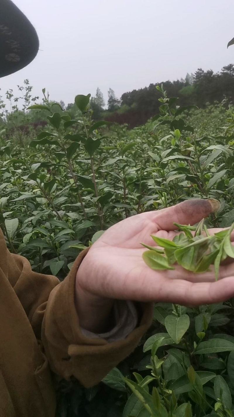 绿茶正宗2023年信阳毛尖茶叶茶农原产地直销保质保量明茶
