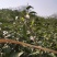 绿茶正宗2023年信阳毛尖茶叶茶农原产地直销保质保量明茶