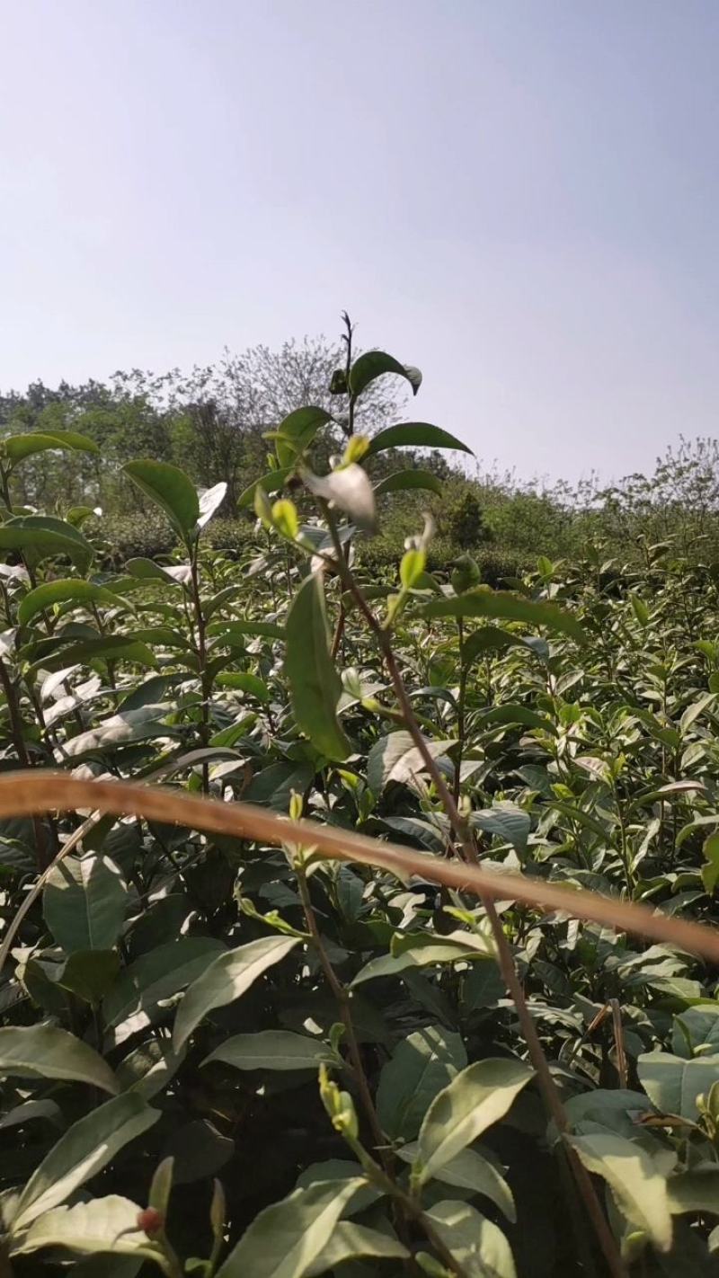绿茶正宗2023年信阳毛尖茶叶茶农原产地直销保质保量明茶