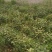 绿茶正宗2023年信阳毛尖茶叶茶农原产地直销保质保量明茶