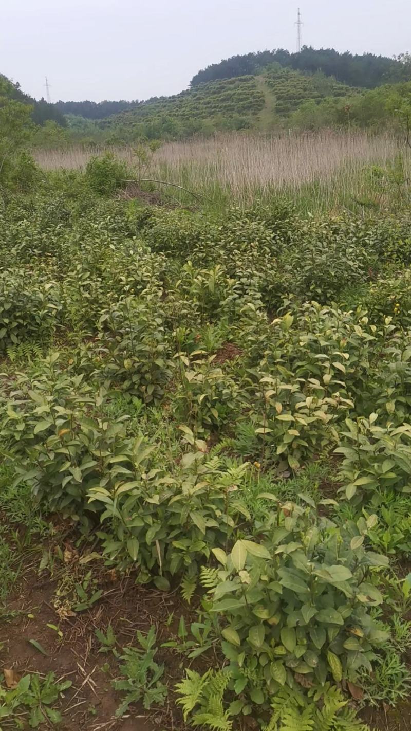 绿茶正宗2023年信阳毛尖茶叶茶农原产地直销保质保量明茶